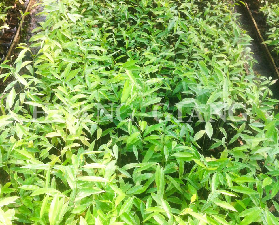 Agarwood – “The wood of the Gods”