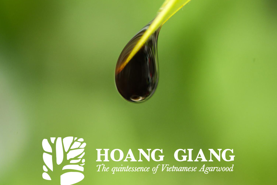 Markets And Prices Of Agarwood (Oud) In Vietnam