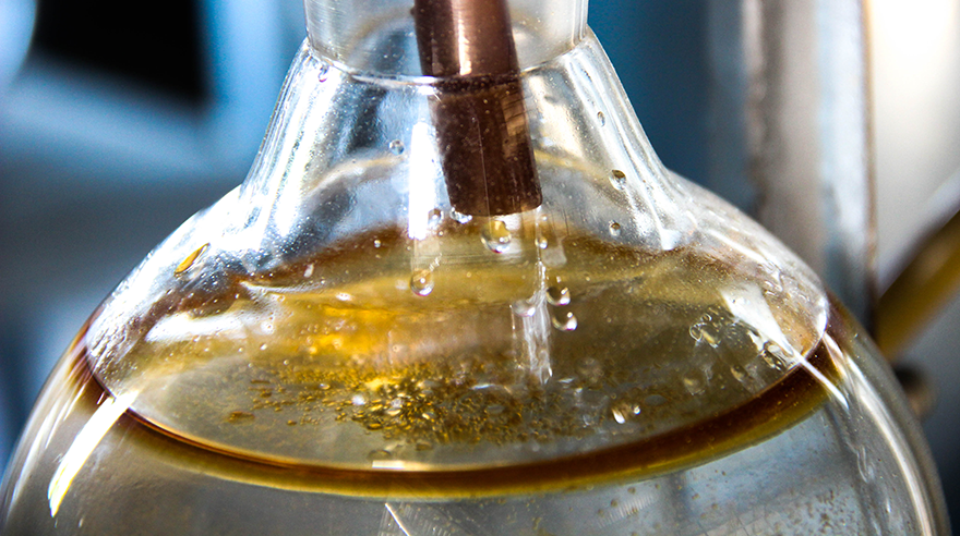 The quality of agarwood oil gets better during the last 3 months