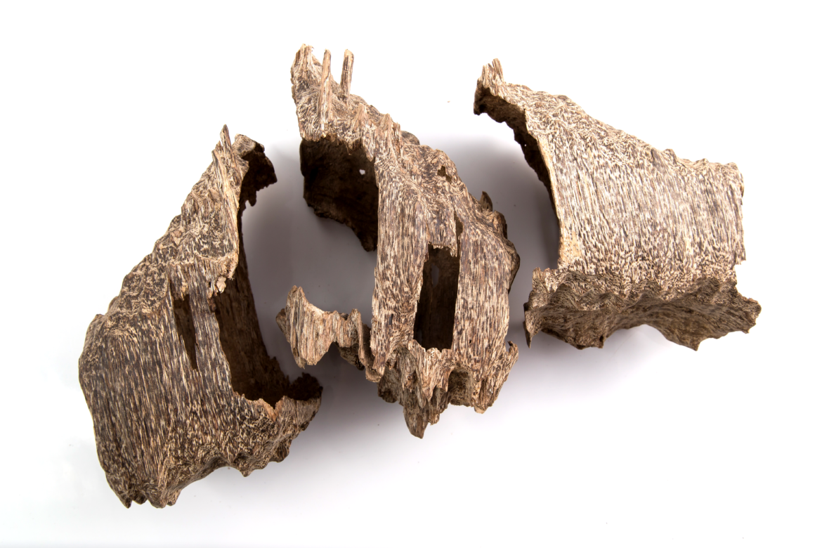The legend of finding Natural Agarwood