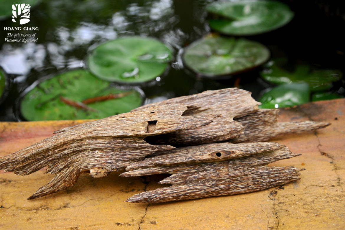 Hoang Giang Agarwood Chip – Chunk & Grades