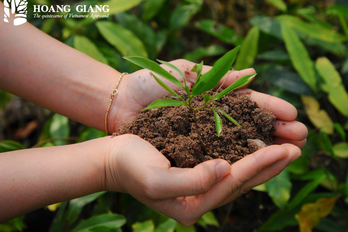 Biological Characteristics Of Aquilaria Crassna Pierre (Part 1)