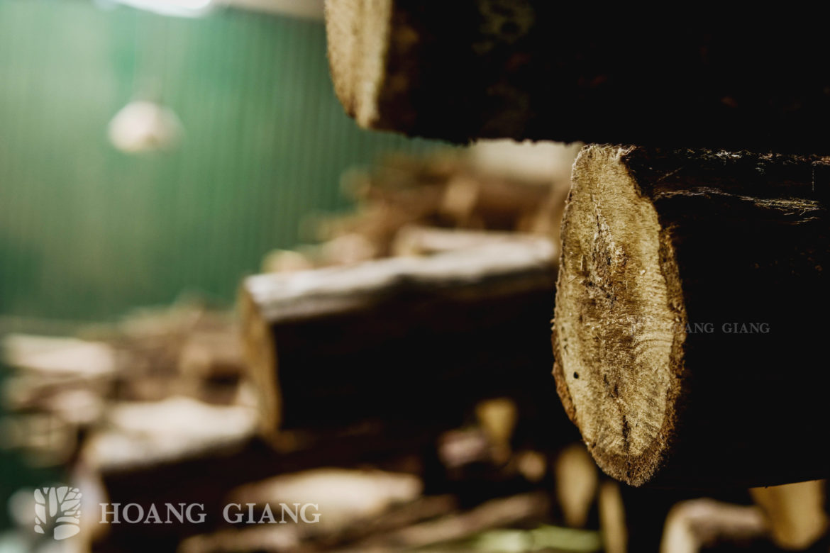 Biological Characteristics Of Aquilaria Crassna Pierre (Part 2)