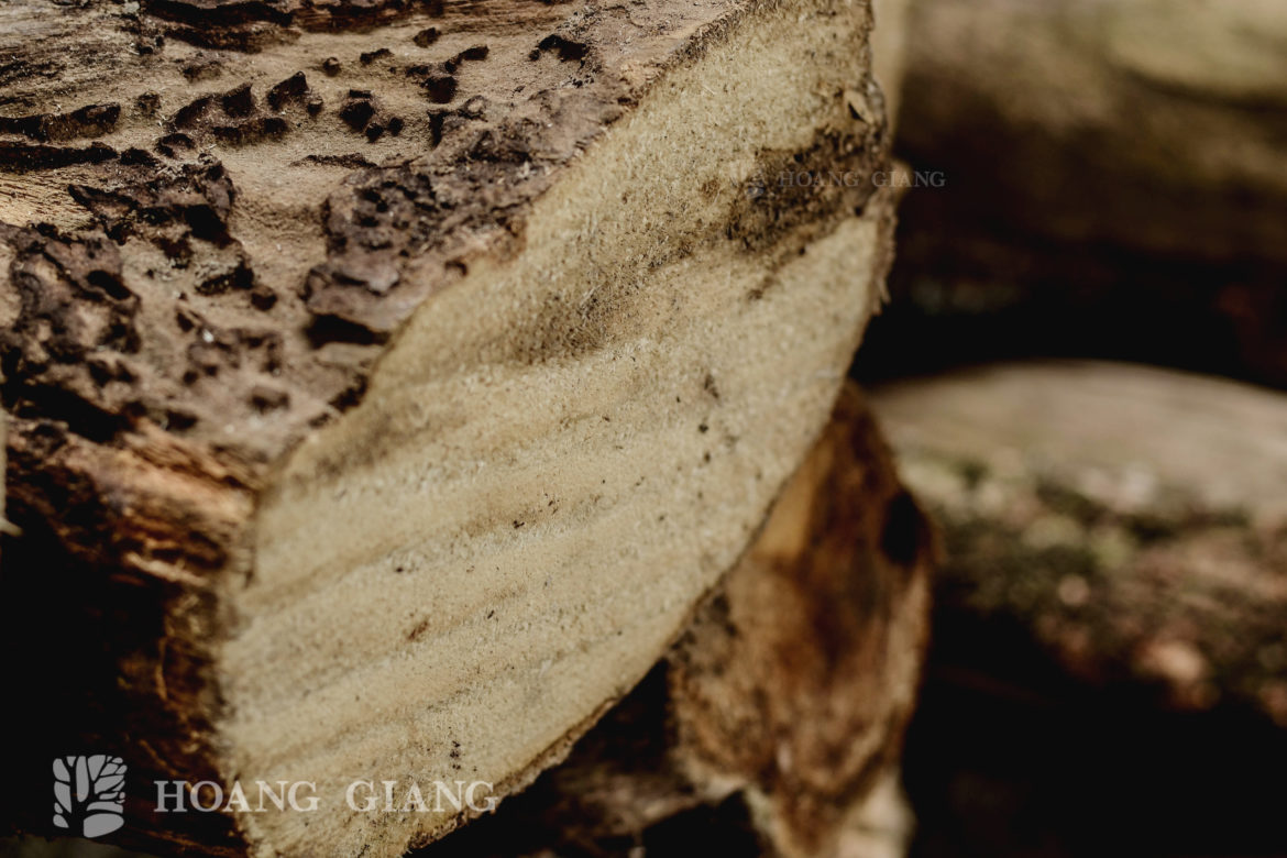 [Infographic] Stories Of The Agarwood: The Untold Mystery (Part 3)