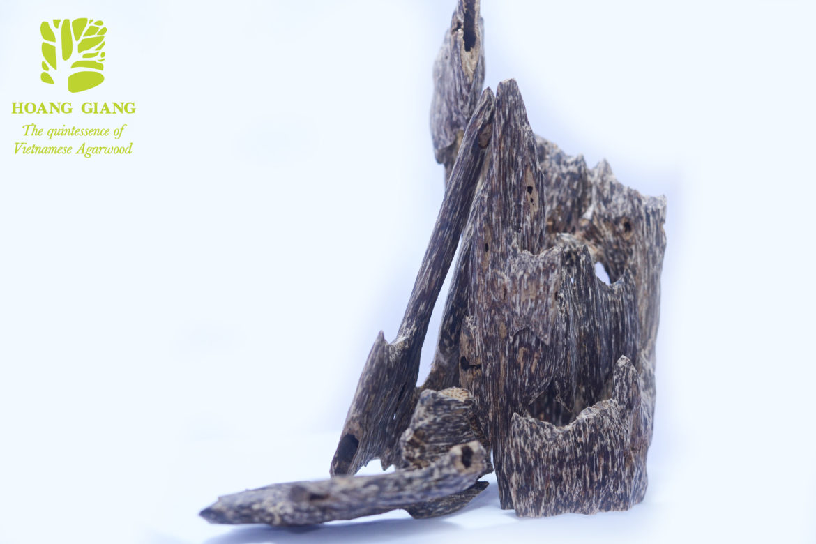 How Aquilaria tree forms wild Agarwood is different from cultivated Agarwood?