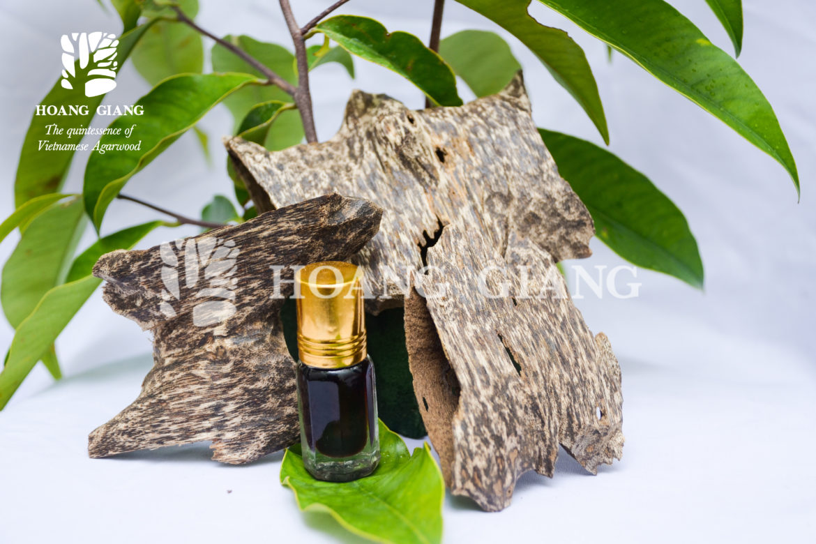 [Infographic] Stories Of The Agarwood: The Untold Mystery (Part 1)