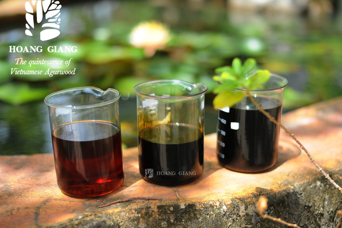 The Unique Scent Gathering The Earth And Heaven’s Essence – Agarwood Fragrance