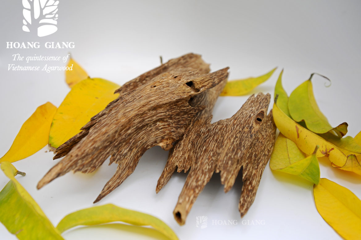 Why is Agarwood (Oud) Difficult to Catch Fire?