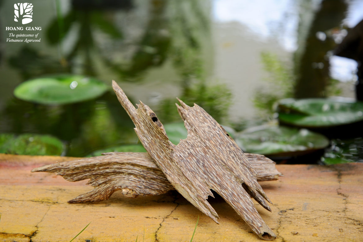 4 Easy Ways To Identify Real & Natural Agarwood Incense Products
