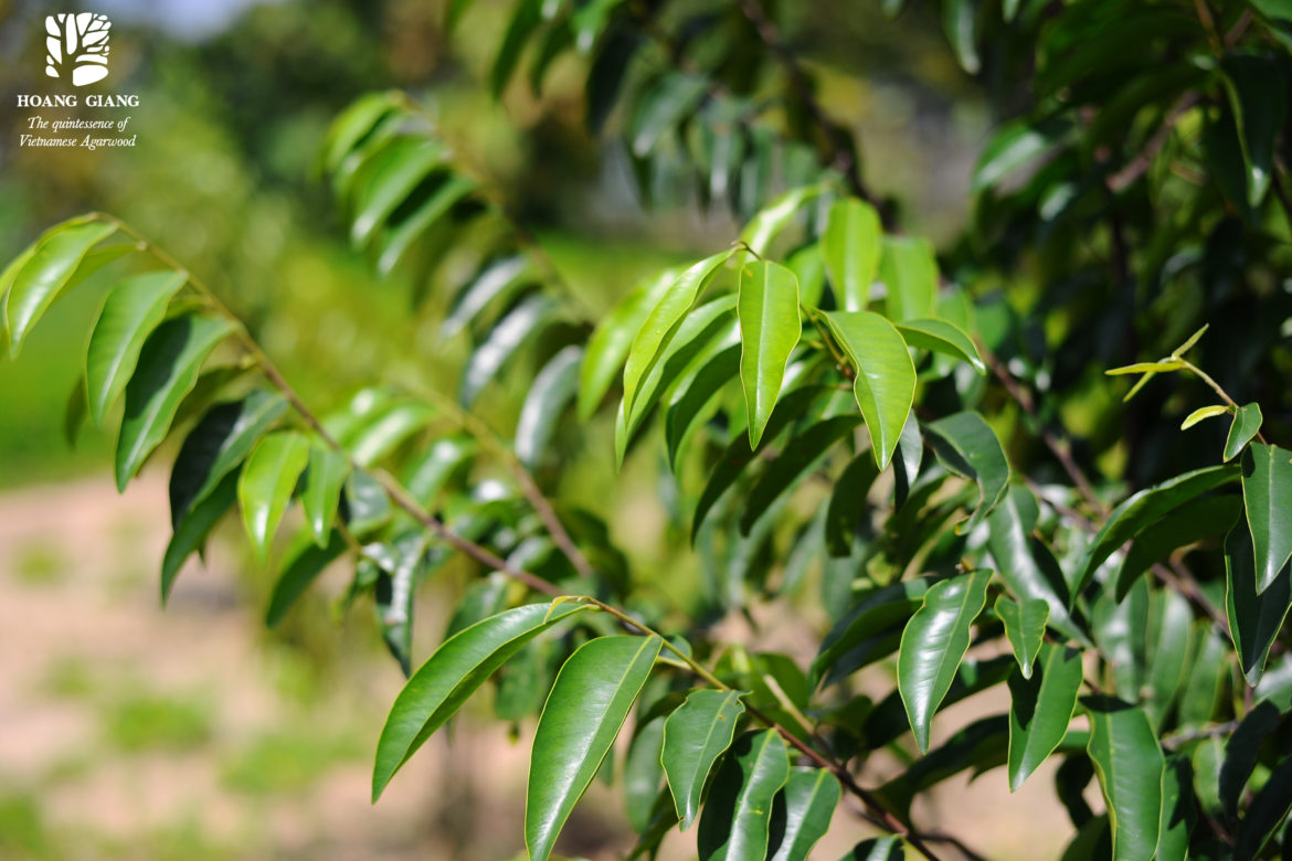 Biological Characteristics Of Aquilaria Crassna Pierre (Part 3)