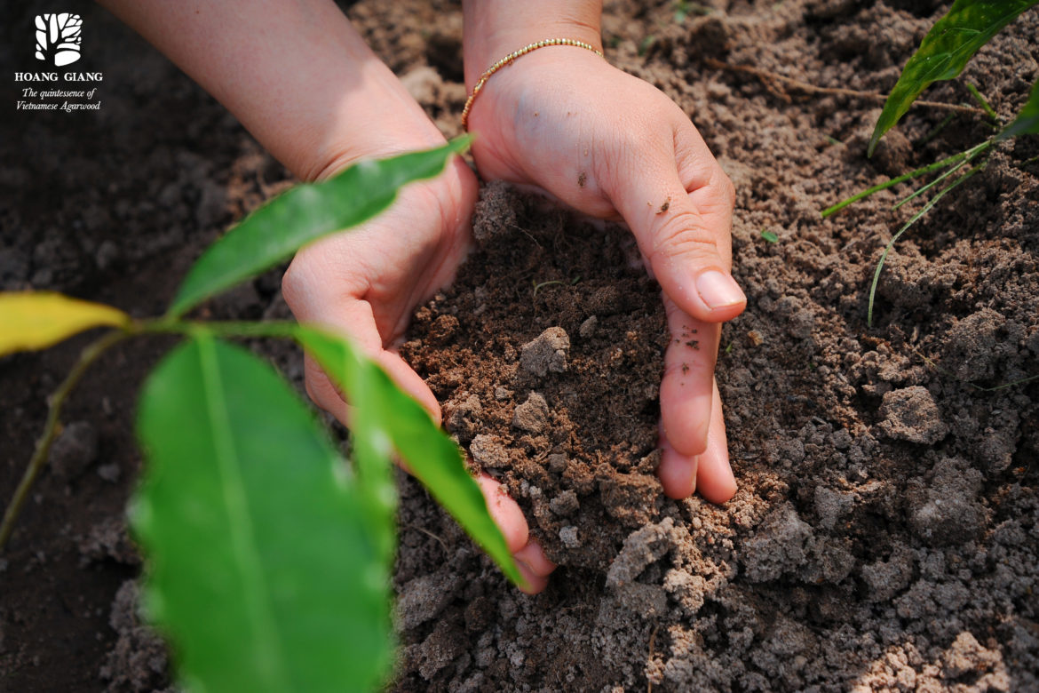 The meaning of the green color of Hoang Giang Agarwood
