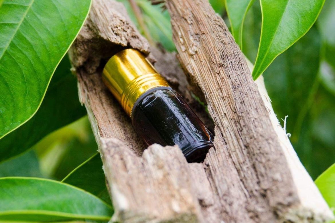 دهن العود: “الذهب السائل” في صناعة العطور