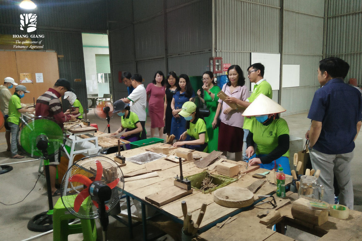 [A story of images] Agarwood (Oud) production process sightseeing when visiting Hoang Giang Agarwood showroom