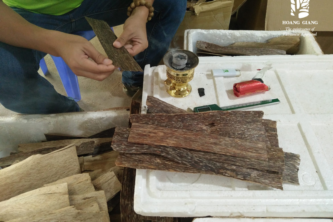 Oud (Agarwood) chip Vietnam – one of the best quality chip in the world from Aquilaria Crassna species