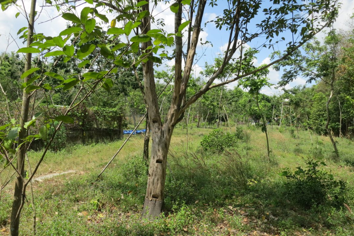 October representing (part 2): Smartoud, Oud chunk, Oud oil