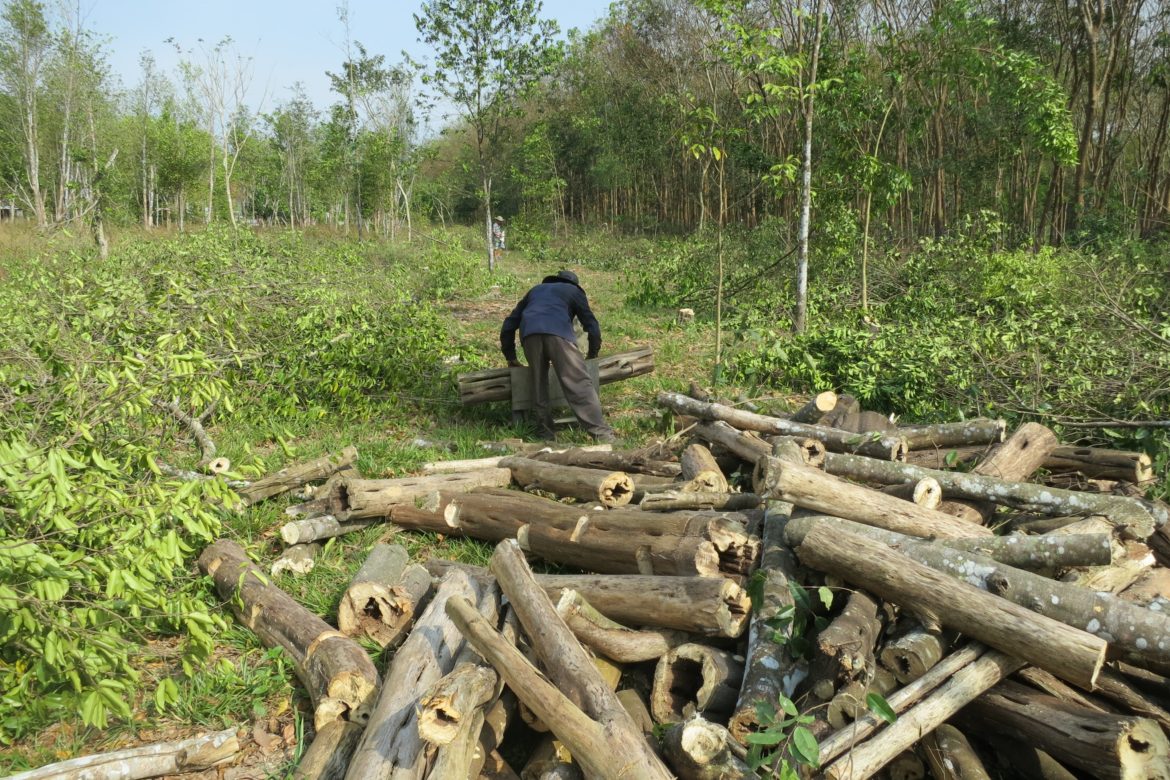 أشجار أكيلاريا كراسنا – أشجار العود – تُظهر إمكانات هائلة للنباتات