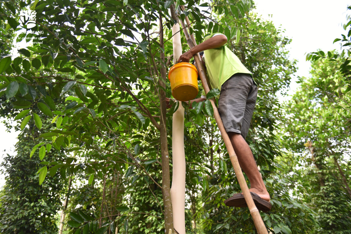 الزراعة 10 ولكن الاستغلال 1 فقط – شركة “هوانغ جيانغ أقاروود” والتوجه نحو التنمية المستدامة