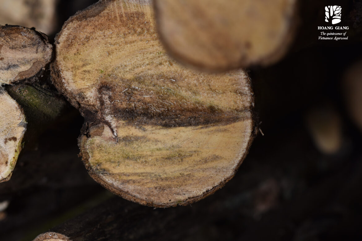 Agarwood (Oud) – “Wood of the Gods” and one of The Most Expensive Fragrant wood in the world