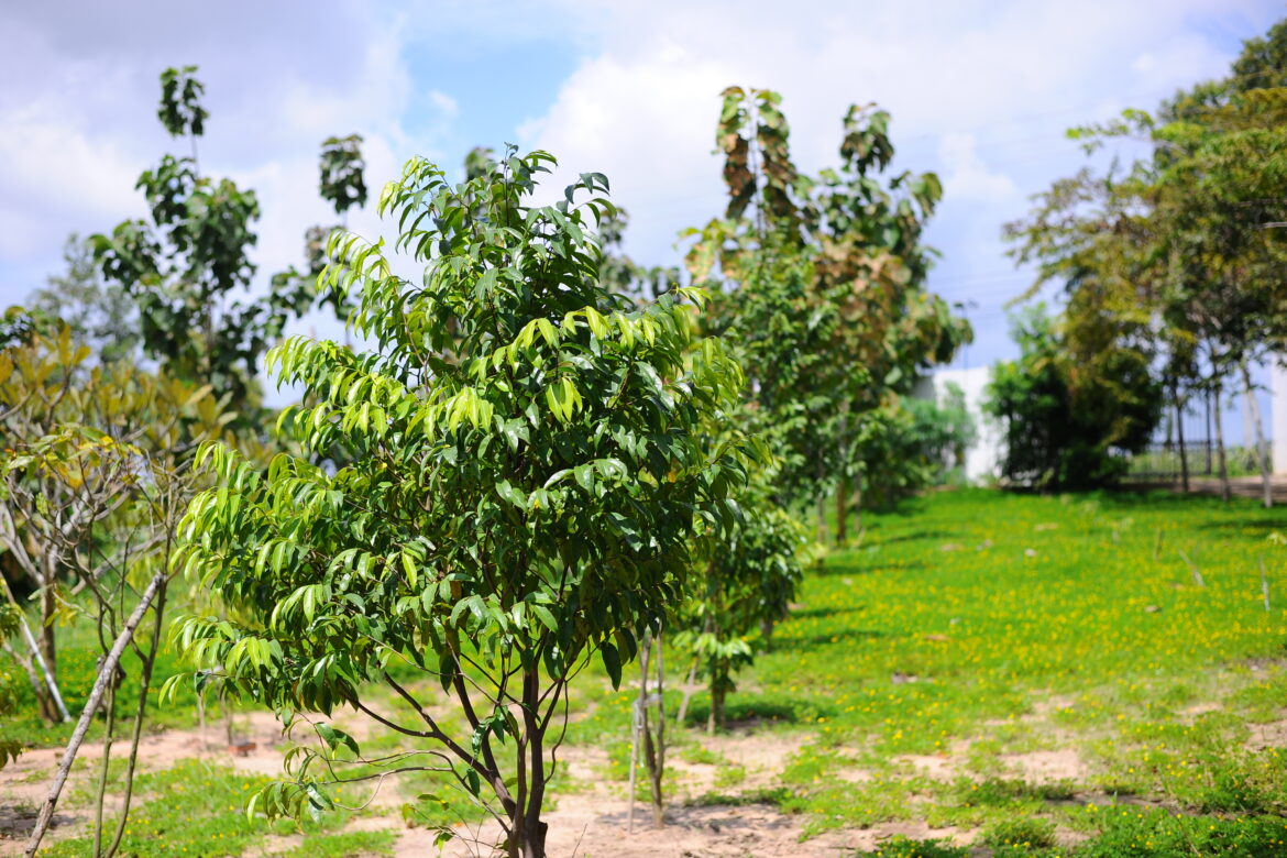 Sustainable Development Aiming Business Strategy of Hoang Giang Agarwood