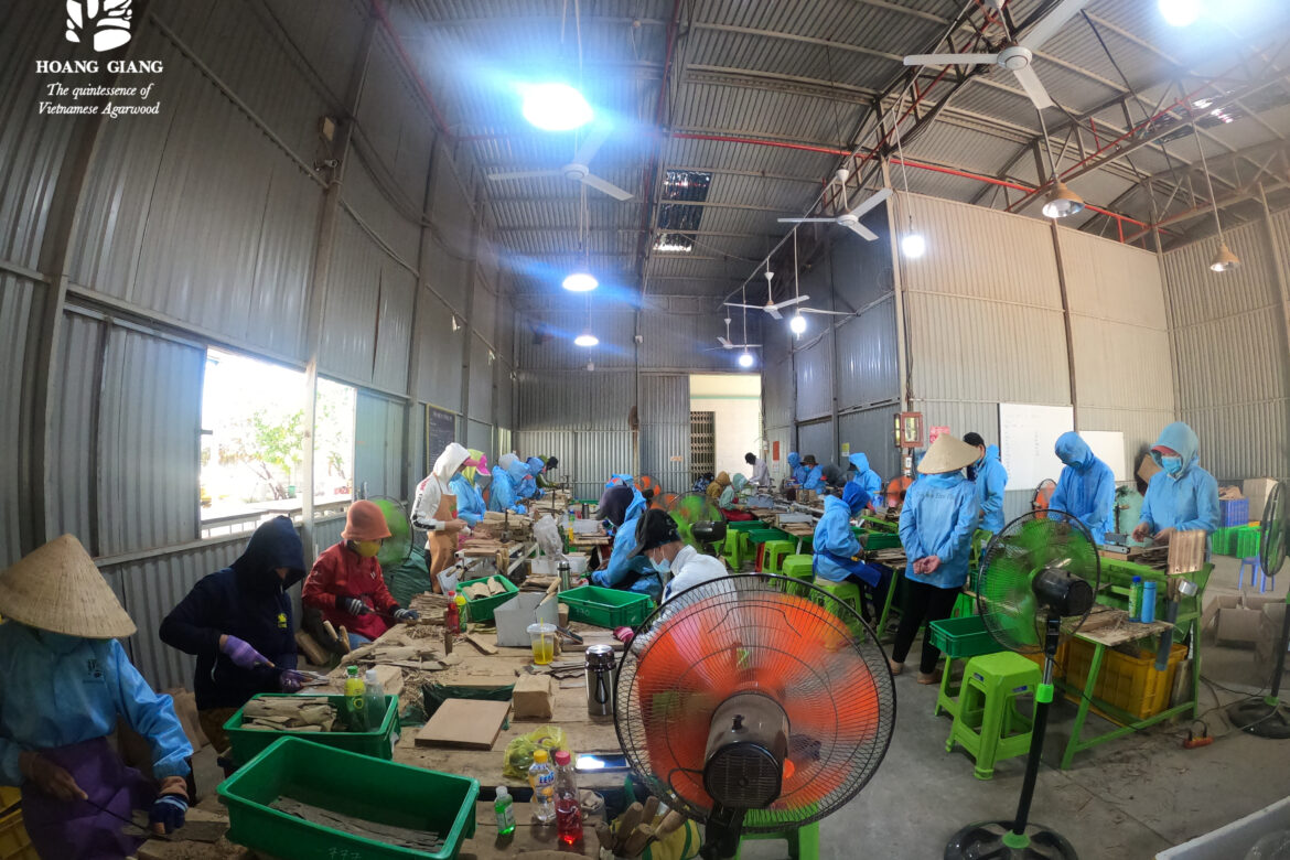 [A story of images] New updated images, larger scale, more crowded at Hoang Giang Agarwood factory in 2021