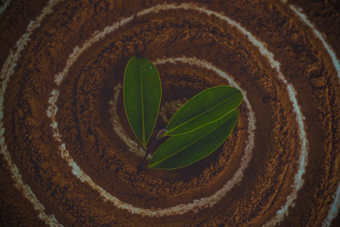 الأختلافات بين أشجار أكيلاريا التي تشكل خشب العود بشكل طبيعي وأشجار أكيلاريا تشكل العود بشكل مستزرع؟