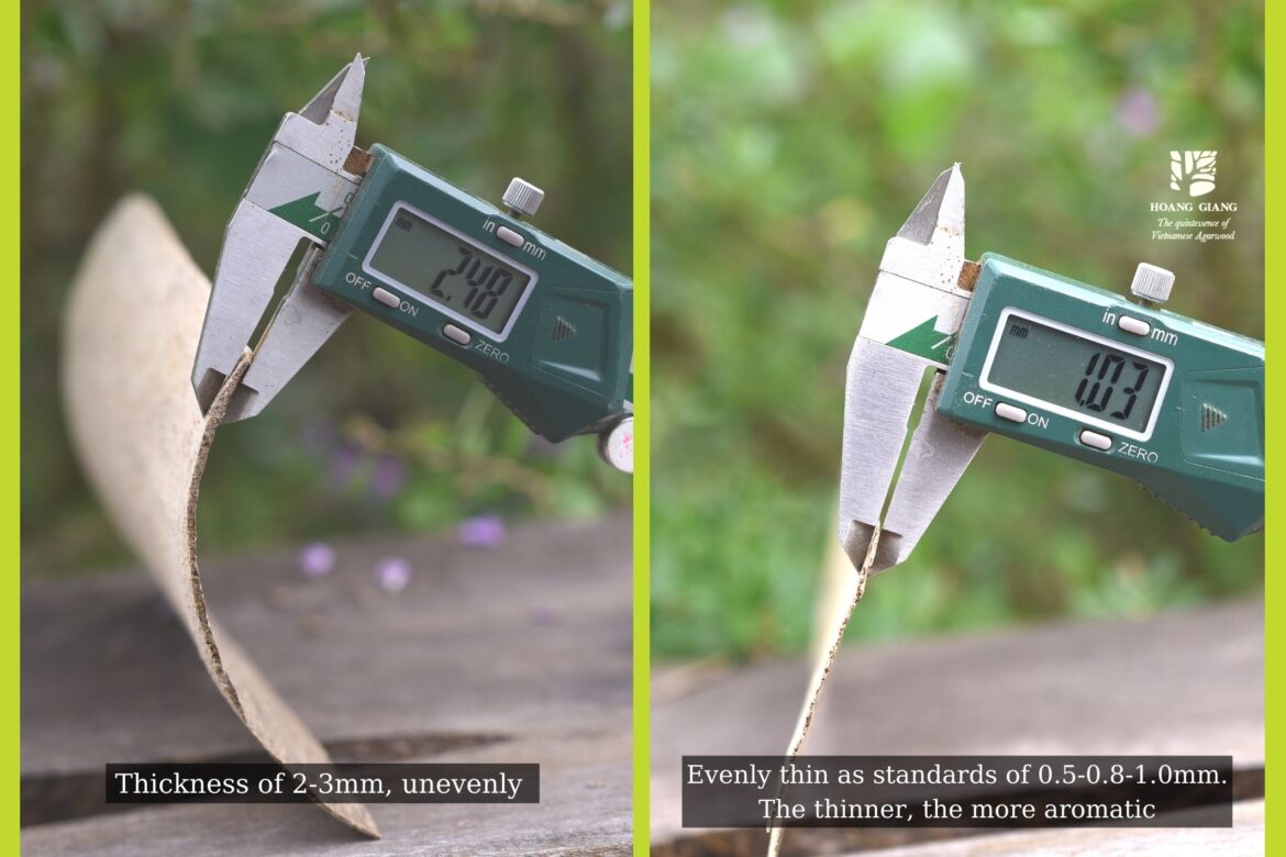 [Infographic] What are the differences between HAGA Agarwood (Oud) Chips vs. others?