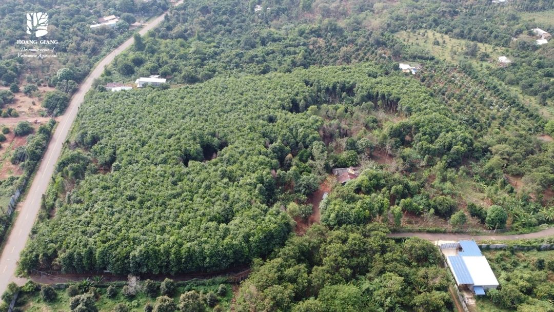 Questions for how HAGA Oud grows our Aquilaria Crassna plantation