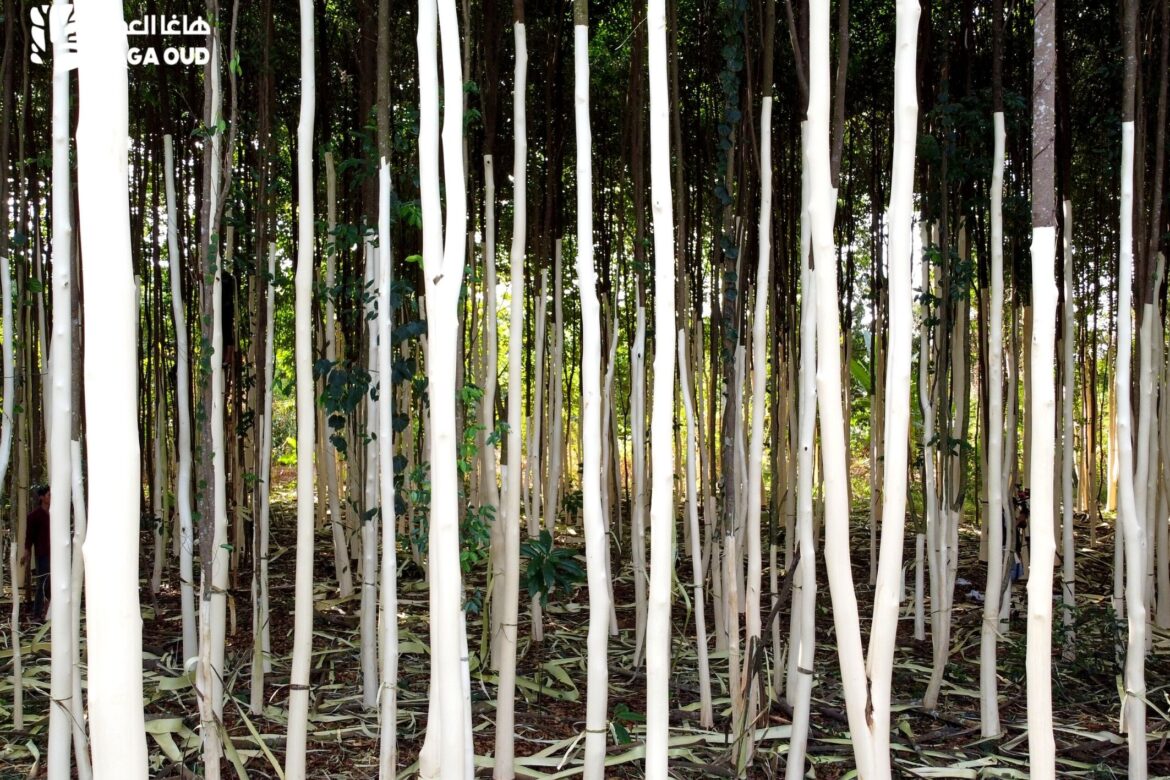 Which means of forest protection does HAGA Oud follow?