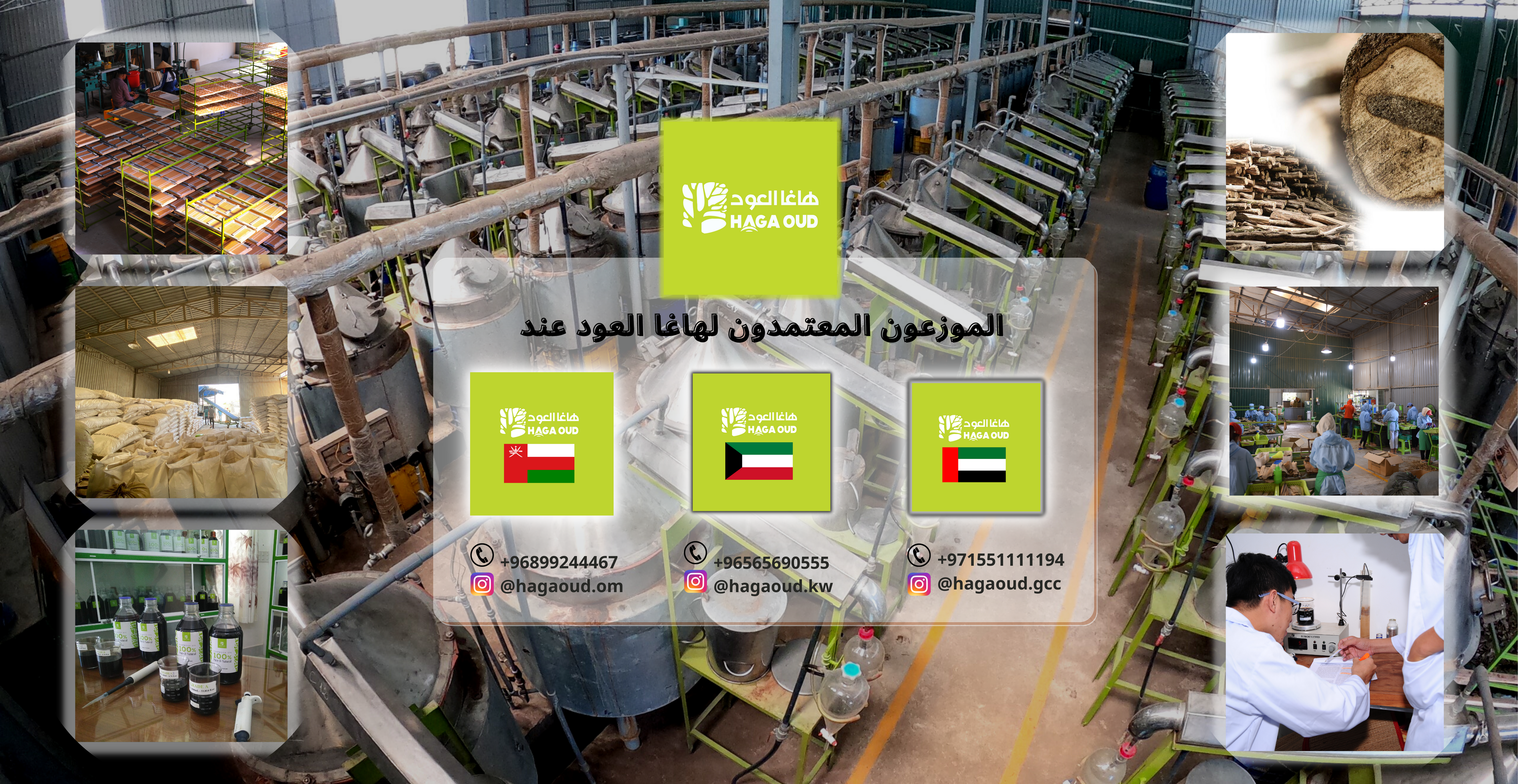 هاغا العود و أكويلاريا كراسنا من شركة مصنعة هوانغ جيانغ أقاروود – مع معايير جودة التصدير الدولية