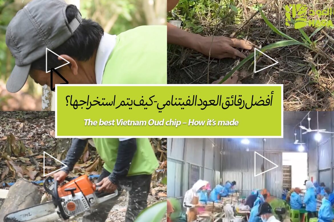 أفضل رقائق العود الفيتنامي – كيف يتم صنعها