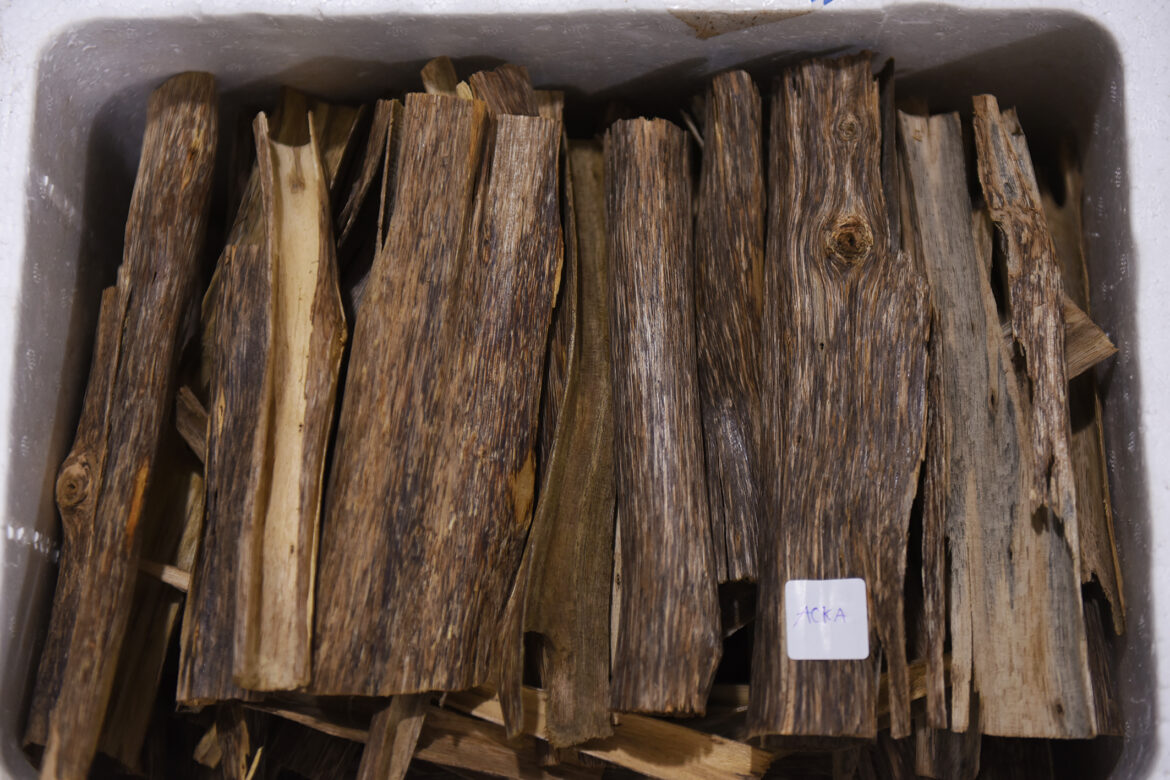 رائحة قواقع العود: دليل خبير من شركة مصدرة رائدة للعود في فيتنام !