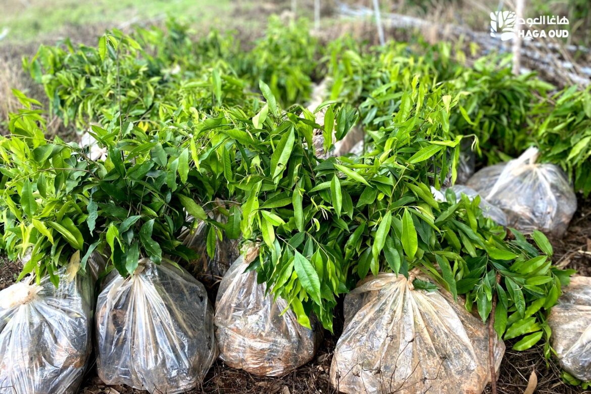 The explosive growth of Aquilaria Crassna in Oudh (Agarwood) producing industry