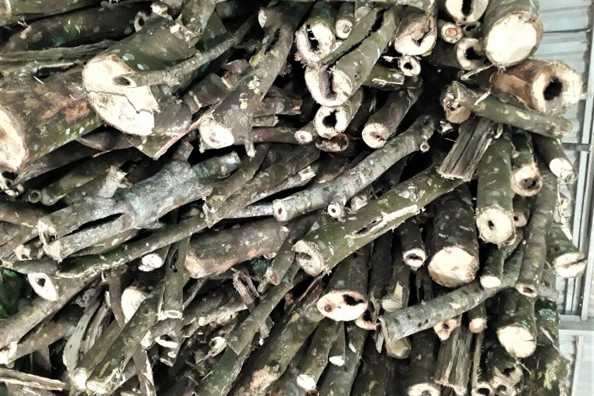 بعض المعلومات حول العود: الاختلافات بين العود البري و العود المستزرع