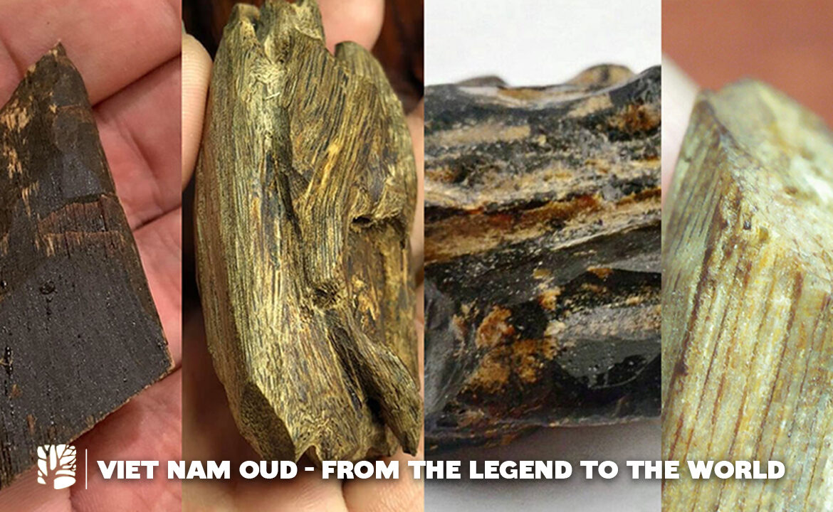 Vietnam Oud – From The Legend To The World – from HAGA Oud