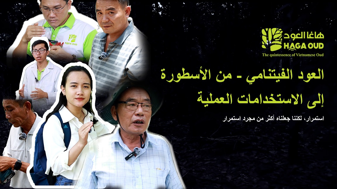 العود الفيتنامي – من الأسطورة في العصور القديمة إلى الاستخدامات العملية في حياتنا الحالية