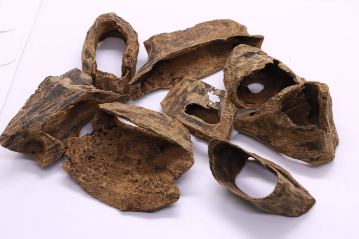 لماذا يجب عليكم أن تستخدموا منتجات التي يتم تحسينها بدهن العود – هاغا سبيشل قواقع العود؟