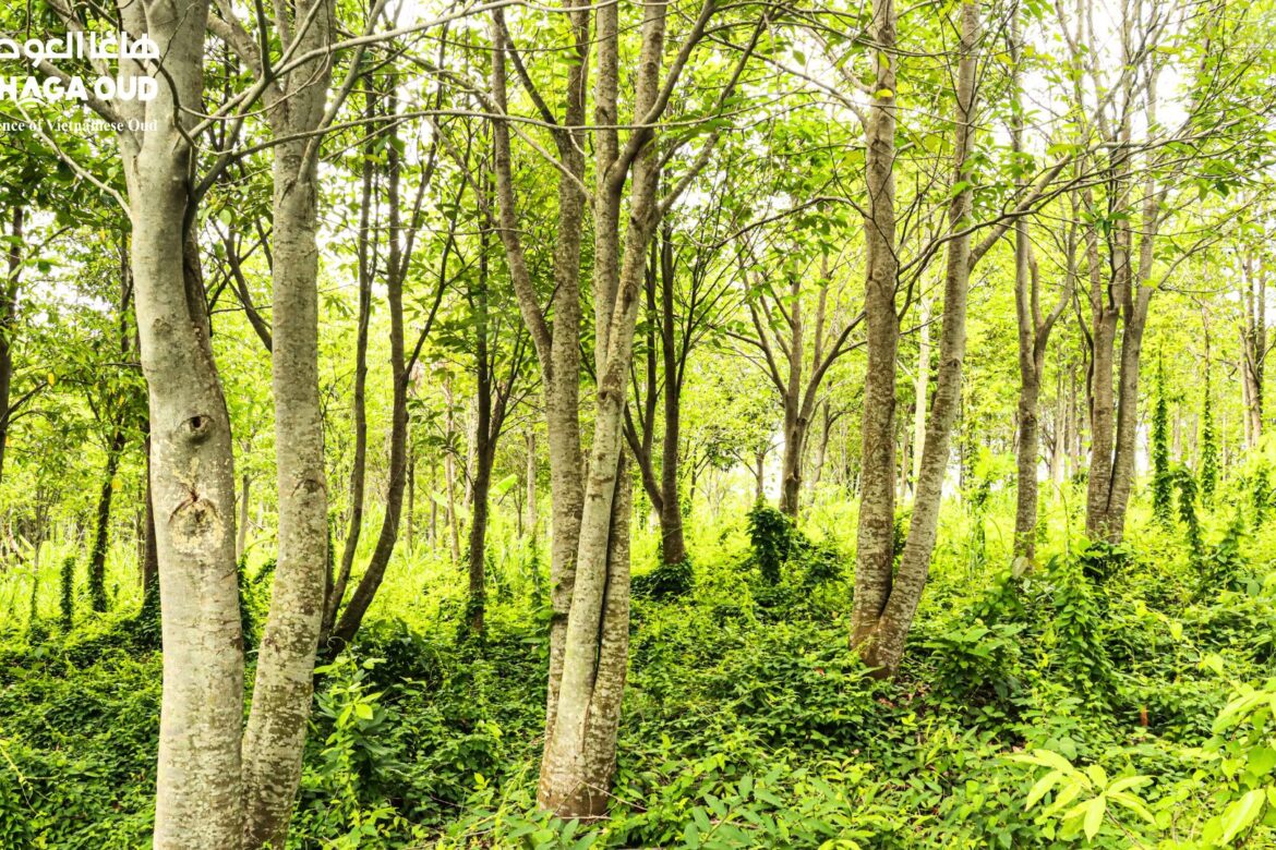 HAGA Oud – Oud Tree Forest Spreads Sustainable Value