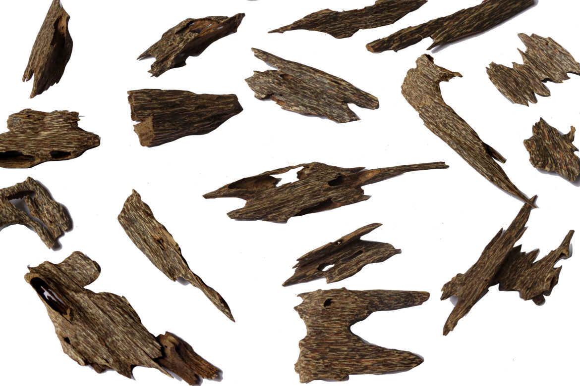 هاغا قواقع العود من هاغا العود: العود البري والعود المستزرع: مقدمة مفصلة