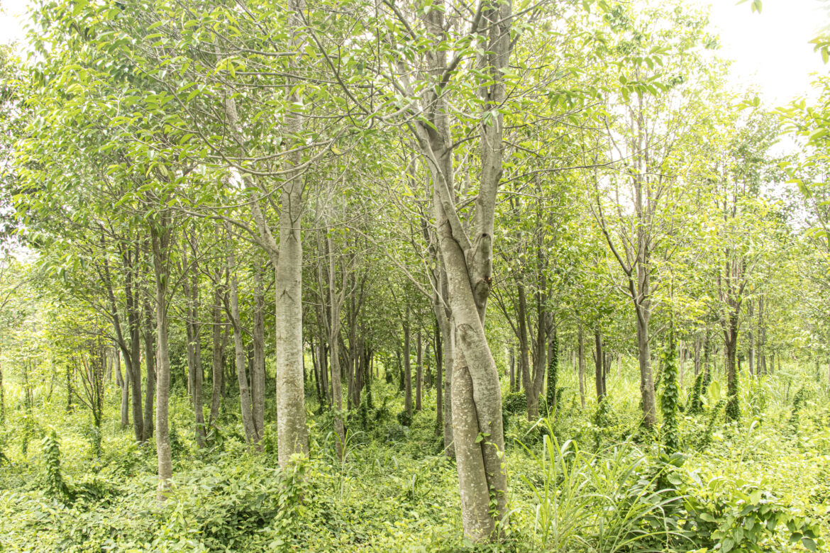 Aquilaria Crassna tree plantation – HAGA Oud quintessence