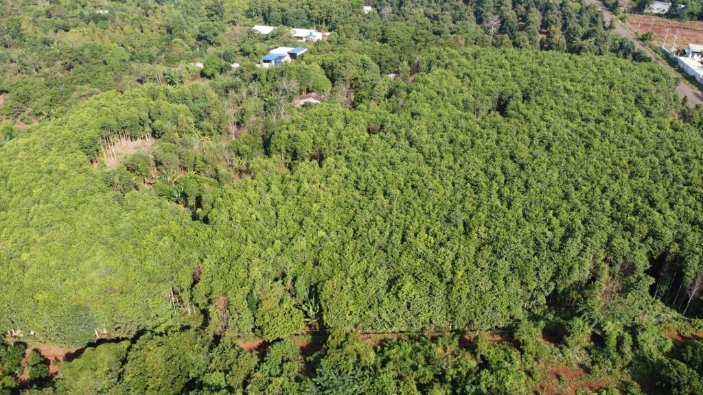 يعد مناخ فيتنام الملائم مثاليًا لتكوين كي نام العود الفيتنامي.