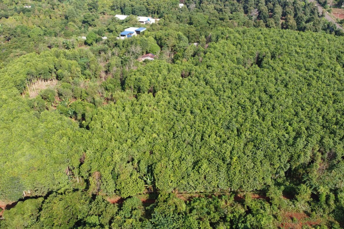 Which country has the best kynam agarwood? Discover with HAGA Oud!