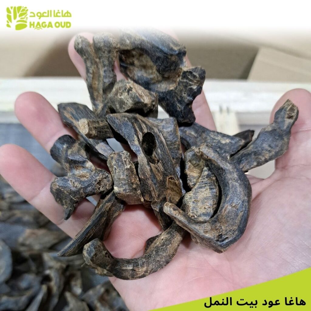 HAGA Ant Nest Oud by HAGA Oud manufacturer