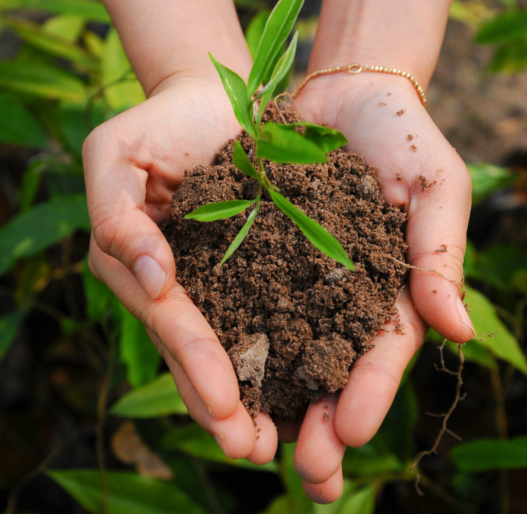The Mission of Sustainable Oud Through Nature and Aquilaria Crassna 