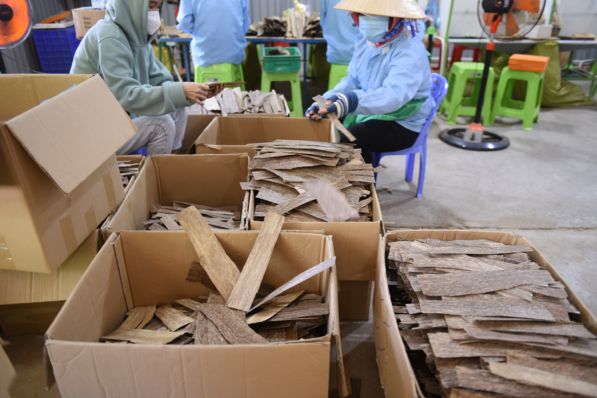 Vietnamese Oud Supplier